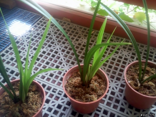 這是蘭花嗎?