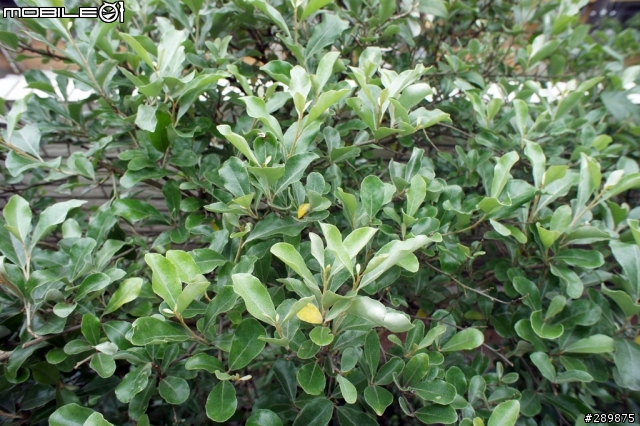 請問植物名稱?