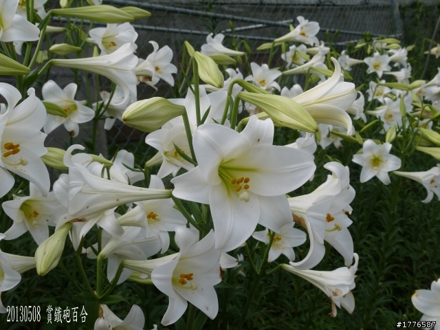 20130508 碧山巖白石湖大崙頭山之旅