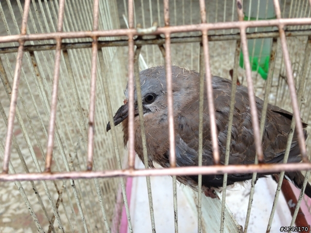 請問這是什麼鳥