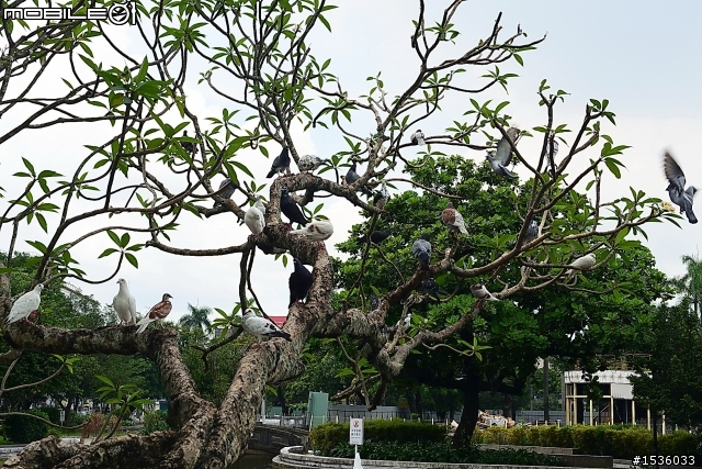 屏東市中山公園的松鼠吃香焦