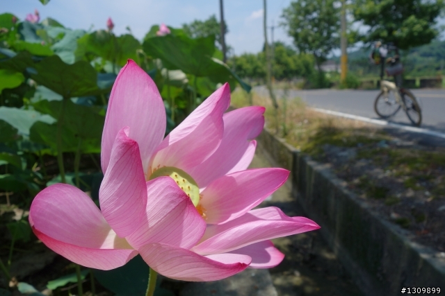 2013 夏至，尋訪嘉南水圳鐵馬道