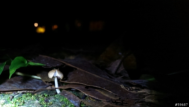 夜拍超感動