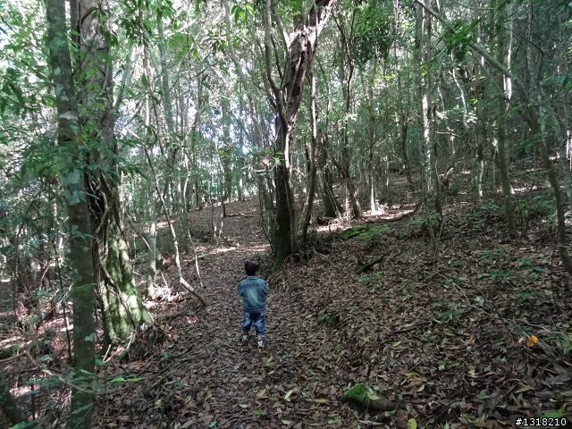 親子旅遊-司馬庫斯(下)