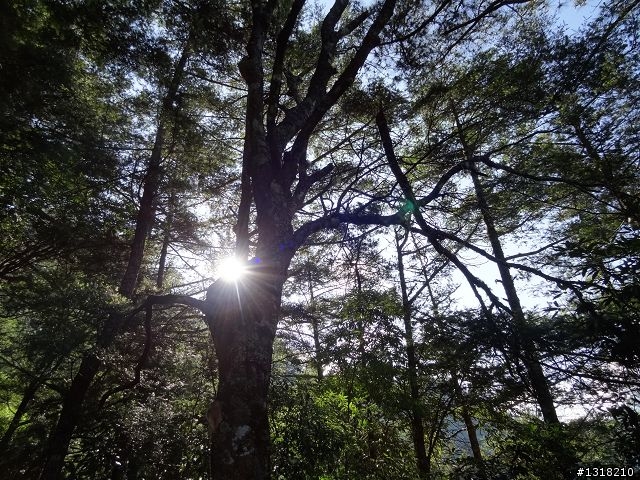 親子旅遊-司馬庫斯(下)