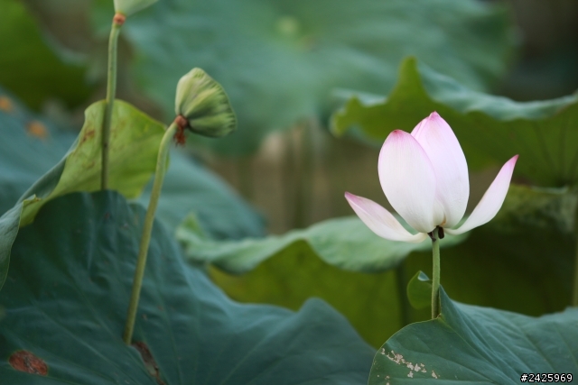 135L 我的第一顆L鏡-開箱+實拍