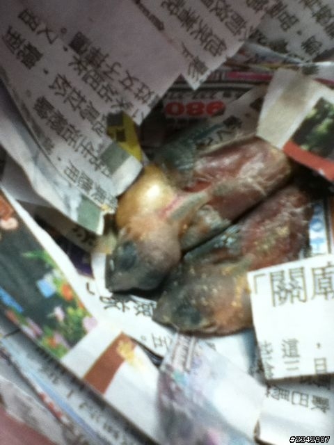 這是什麼幼鳥？