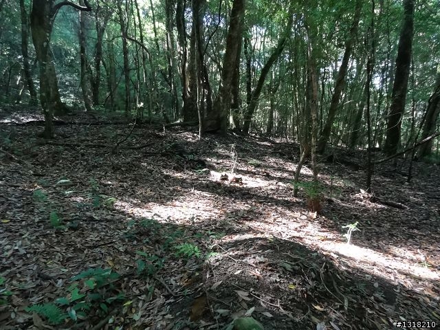 親子旅遊-司馬庫斯(下)