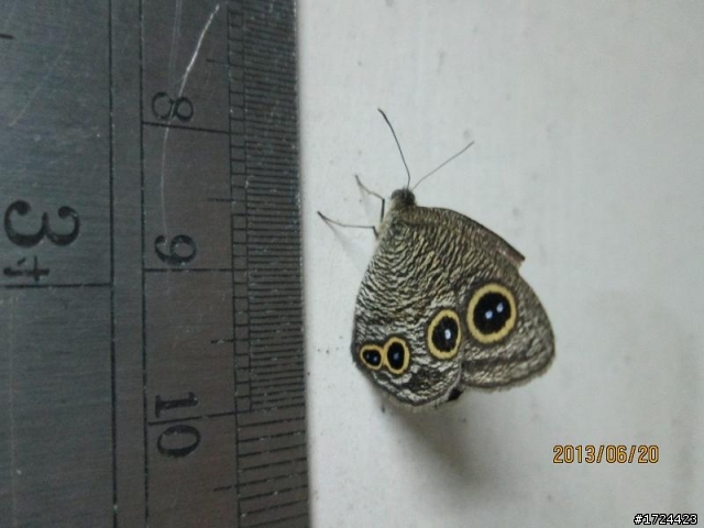 〔請問〕這些都是飛蛾嗎？有名字嗎？(2013０８２３更新)