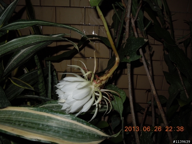我家的曇花