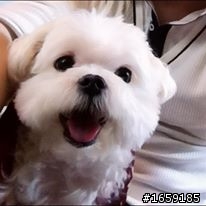 我可愛的狗兒子