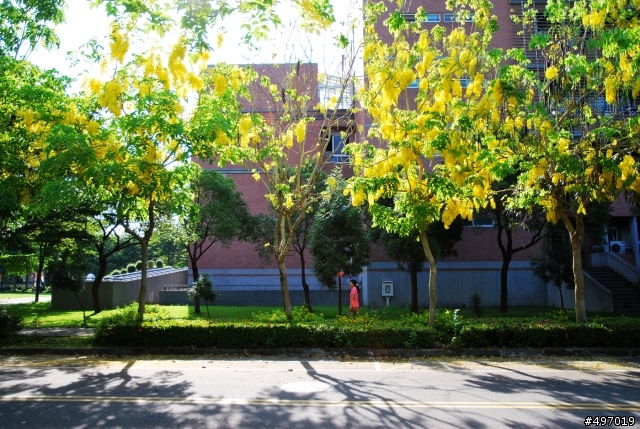 黃金漩渦 の 鍊 (戀 ) * 台中霧峰 . 亞洲大學 ( 阿勃勒 )