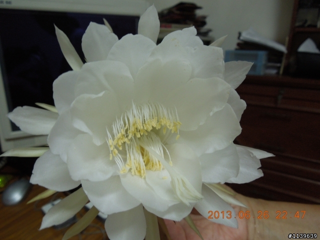 我家的曇花