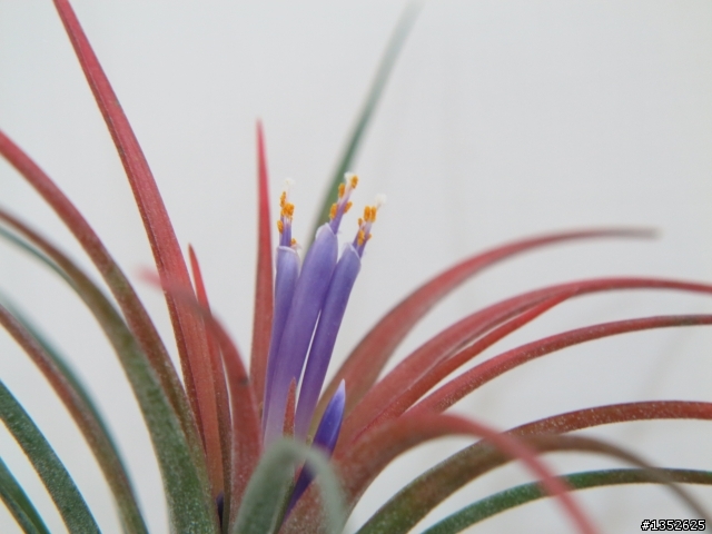 空氣鳳梨 維多利亞 開花了