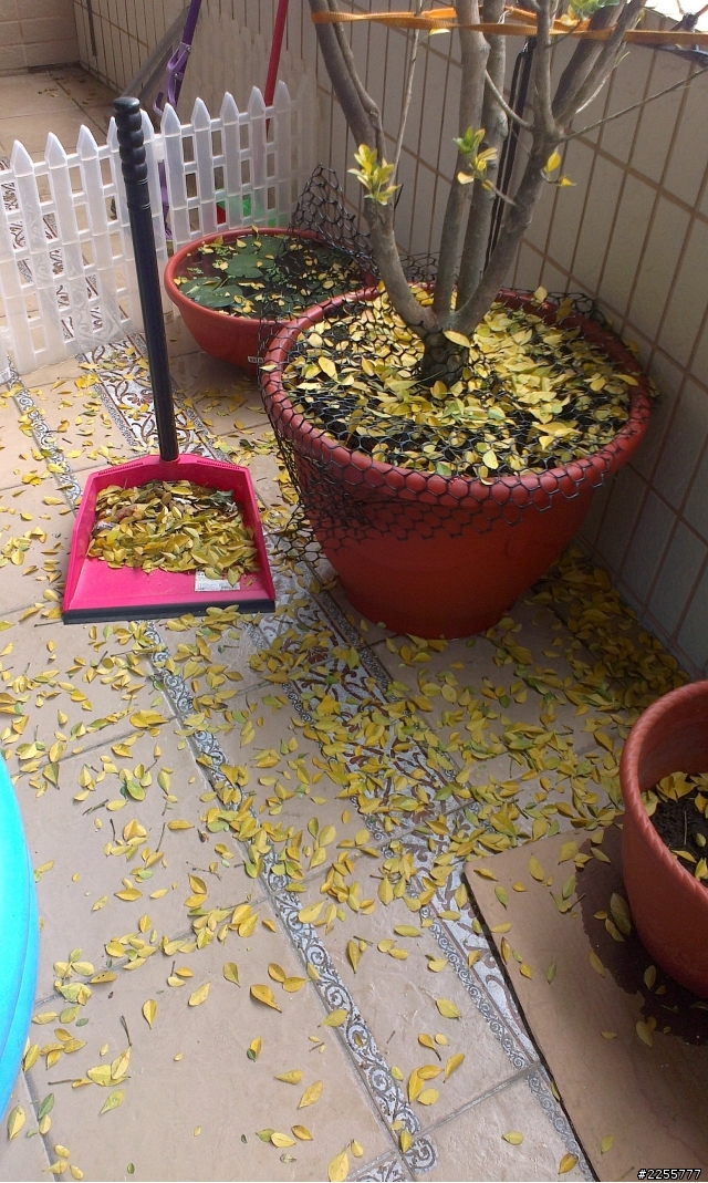 各位達人!請幫我診斷一下,剛買一星期的樹蘭怎麼了.........感恩