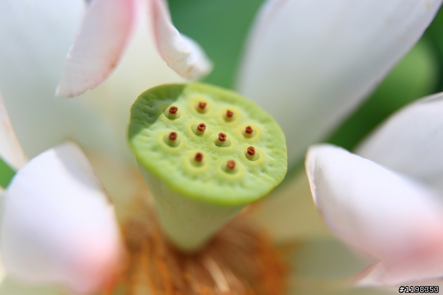 夏. 荷