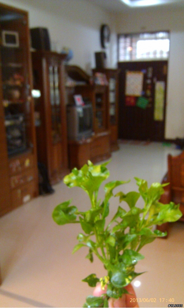 [請問]植物名字