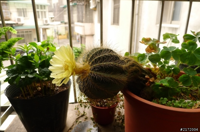 天吶…我們家仙人掌開花了…