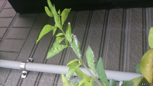 能幫忙推薦小花台的樹種嗎