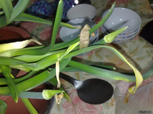 天殺的! 放在冰箱的洋蔥竟然發芽了