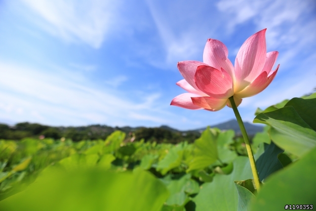 夏. 荷