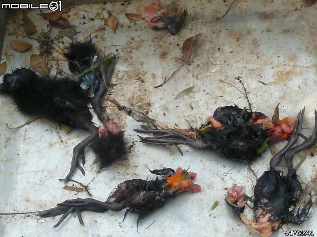 請問這些全黑的幼鳥是什麼鳥呢?(有血)