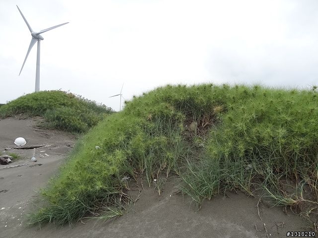 親子旅遊-端午嘻沙