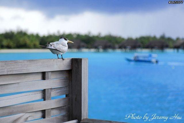 大溪地Bora Bora