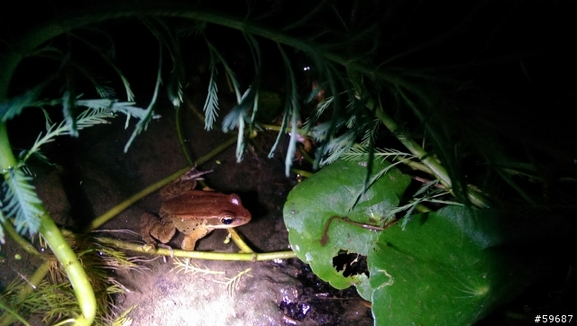 夜拍超感動