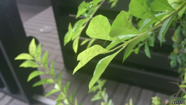 能幫忙推薦小花台的樹種嗎