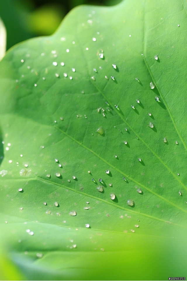 夏. 荷