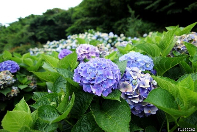 陽明山繡球花開囉~