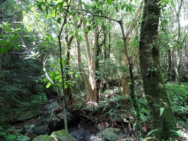 親子旅遊-司馬庫斯(下)