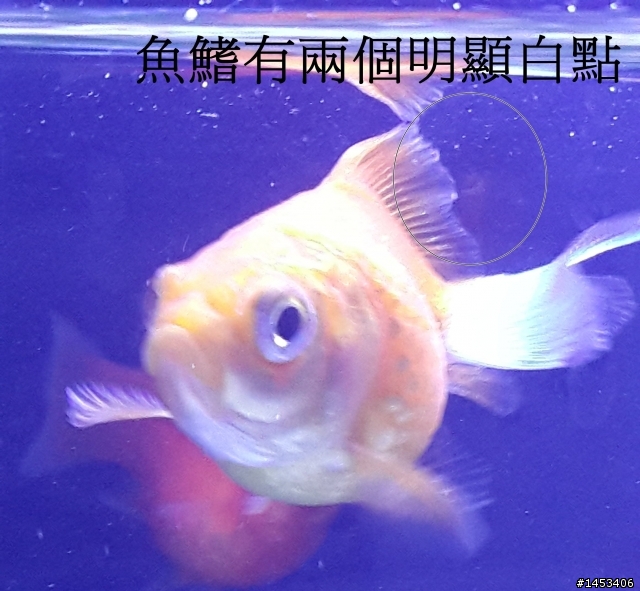 這是我最後一隻僅存的珠麟,拜託請救救它吧T_T