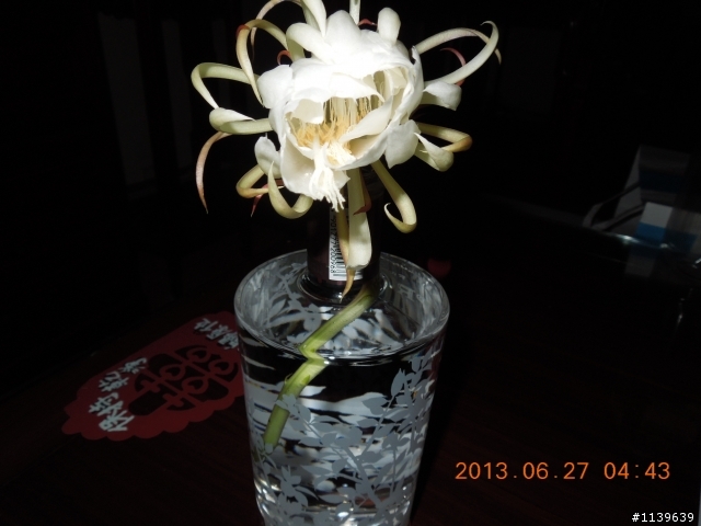 我家的曇花