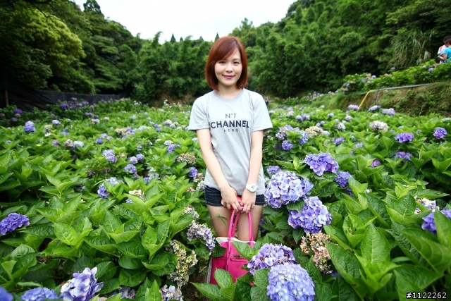 陽明山繡球花開囉~