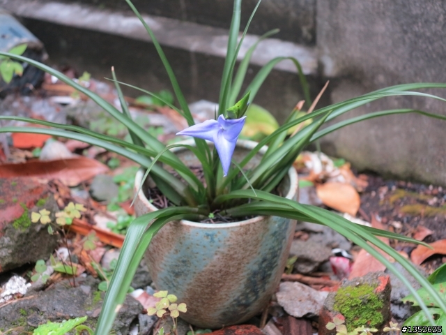 空氣鳳梨 大青紫花 開花了