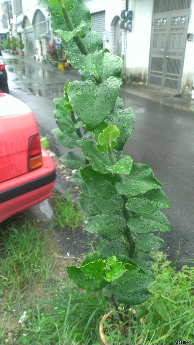 請問植物名