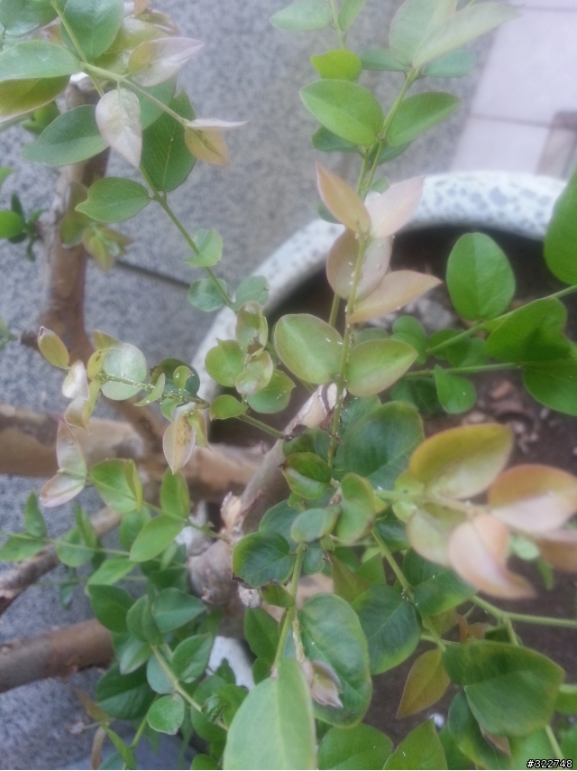 我的樹葡萄生病了~ 請問他怎麼了?