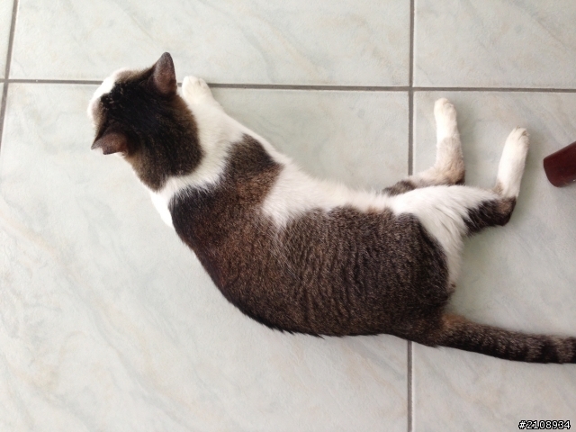 可愛貼心貓咪 尋找新主人（晚上更新）