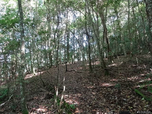 親子旅遊-司馬庫斯(下)
