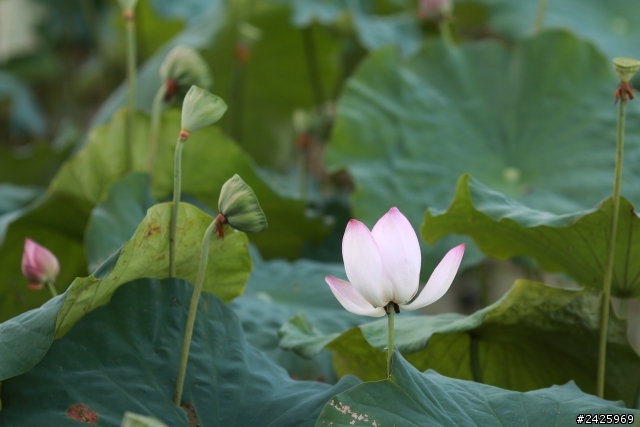 135L 我的第一顆L鏡-開箱+實拍