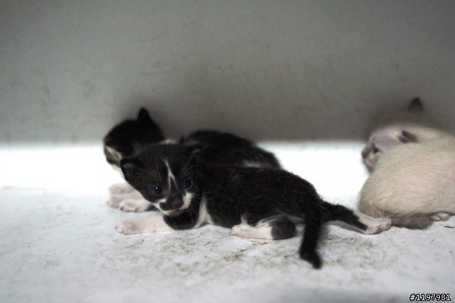 剛出生的小貓找主人認養