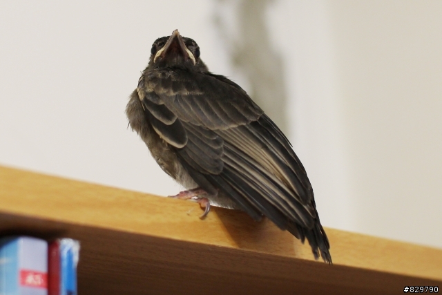 請問這隻是什麼鳥種？