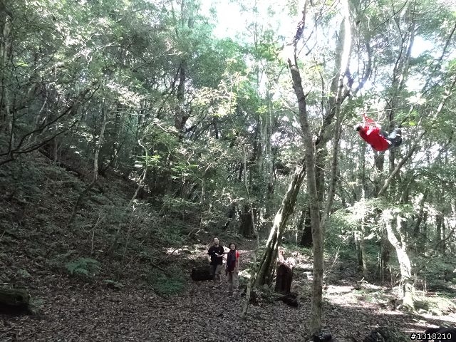 親子旅遊-司馬庫斯(下)
