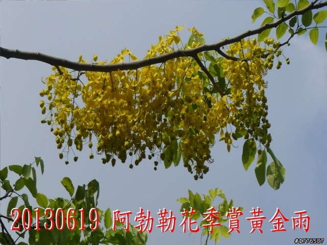 20130619 風櫃嘴縱走擎天崗之旅