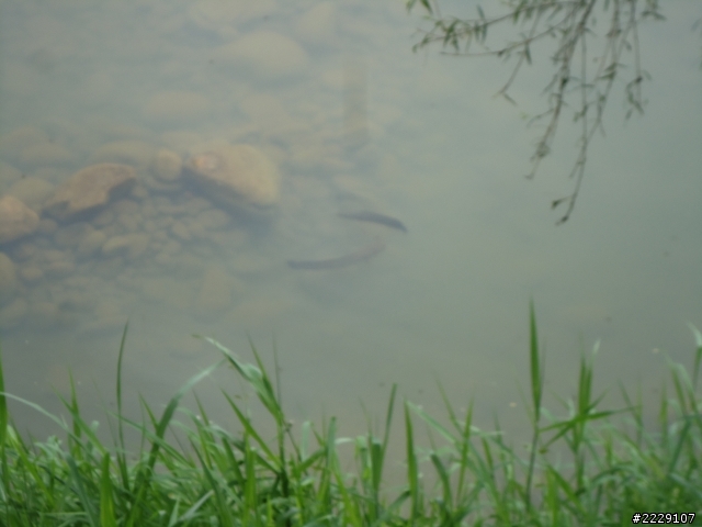 這是虎魚嗎?
