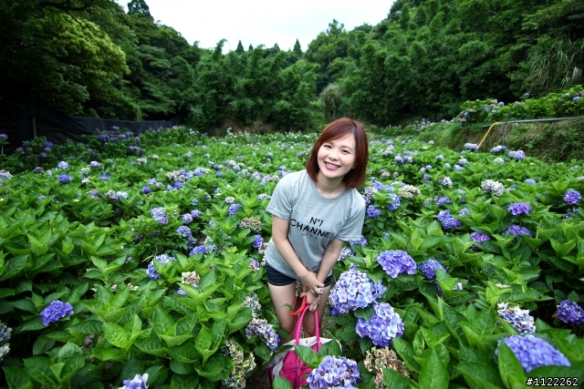 陽明山繡球花開囉~