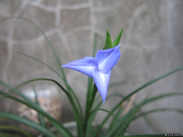 空氣鳳梨 大青紫花 開花了