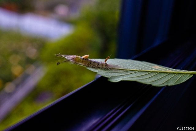 請教這是甚麼樹以及這棵樹生甚麼病了? 謝謝~